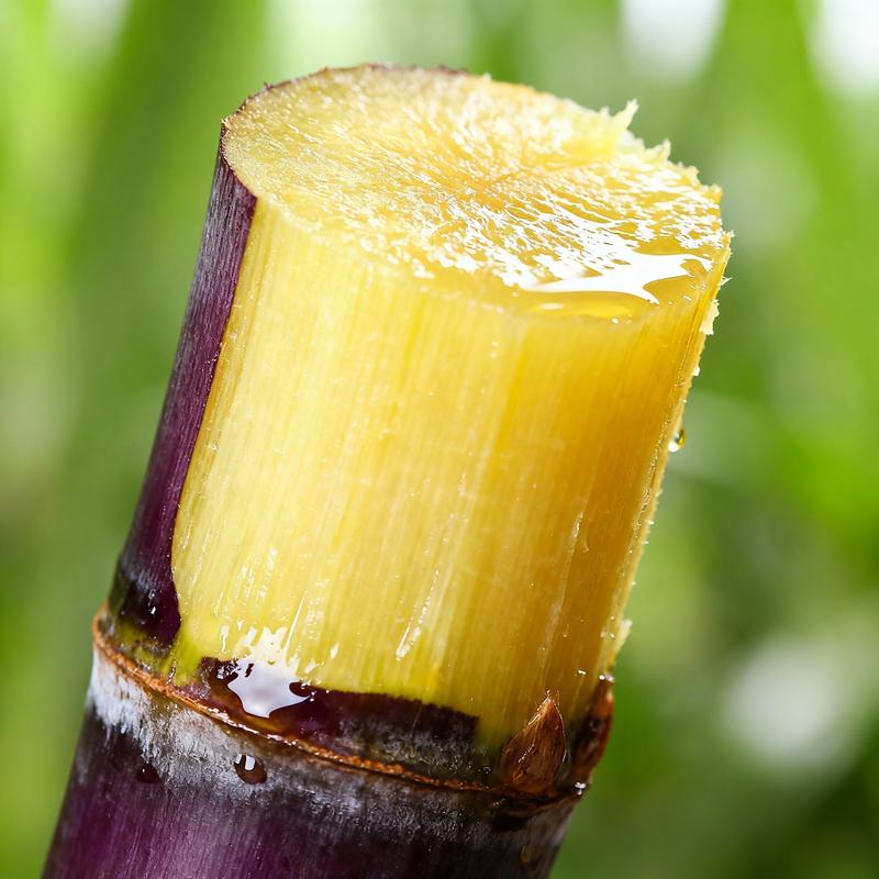 Grow Your Own Sugar! ๐ฑ sugarcane seeds