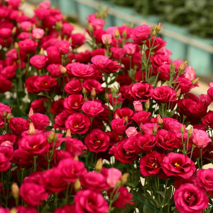 🔥Last Day 49% Discount - Sowing Lisianthus Flower Seeds for All Seasons🌿Suitable for Beginners