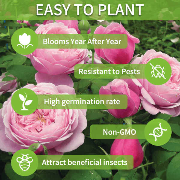 🔥Last Day 49% Discount - Sowing Lisianthus Flower Seeds for All Seasons🌿Suitable for Beginners