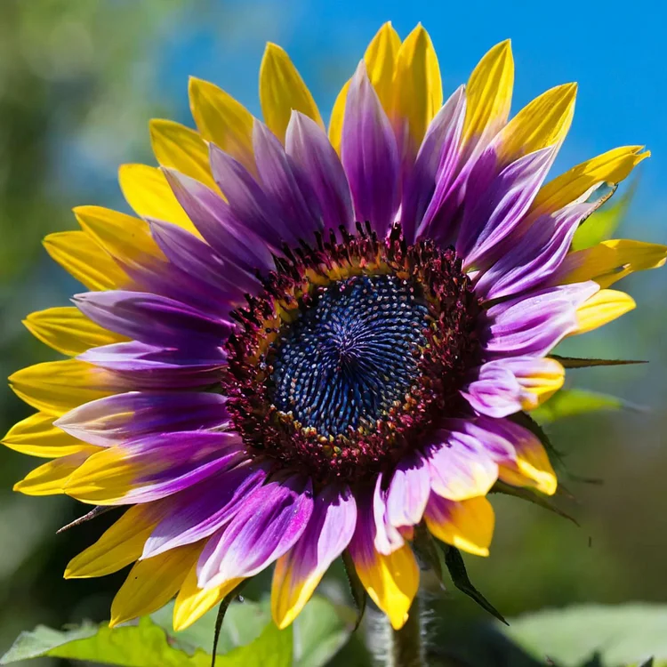 🔥Last Day 49% OFF-Midnight Blaze Sunflower Seeds