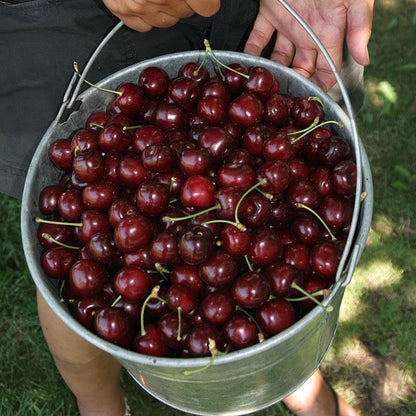 🏆75K+ SOLD! 🌳Cherry Tree Seeds – Delicious, Fresh Cherries Await!