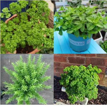 ✨New Arrivals 49% OFF🌱Eco-Friendly Plantable Love Seed Calendar 2026