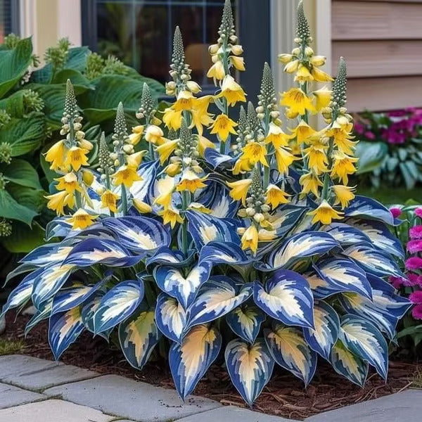 🔥Last Day 49% OFF-Premium Rare Hosta Seeds🌿Shade-Tolerant Plant