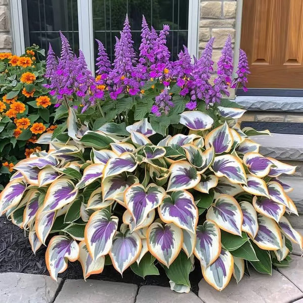 🔥Last Day 49% OFF-Premium Rare Hosta Seeds🌿Shade-Tolerant Plant