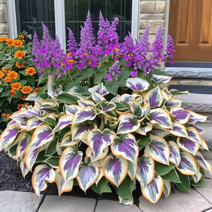 🔥Last Day 49% OFF-Premium Rare Hosta Seeds🌿Shade-Tolerant Plant