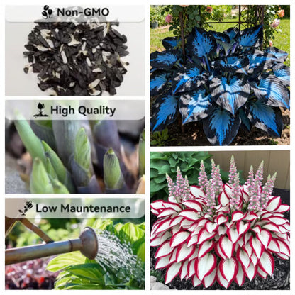 🔥Last Day 49% OFF-Premium Rare Hosta Seeds🌿Shade-Tolerant Plant