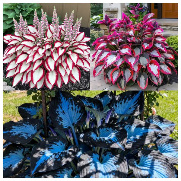 🔥Last Day 49% OFF-Premium Rare Hosta Seeds🌿Shade-Tolerant Plant