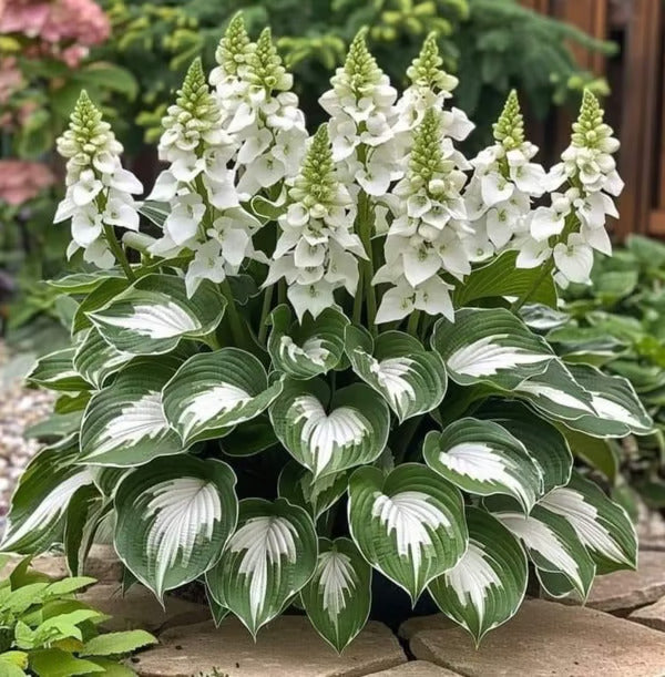🔥Last Day 49% OFF-Premium Rare Hosta Seeds🌿Shade-Tolerant Plant
