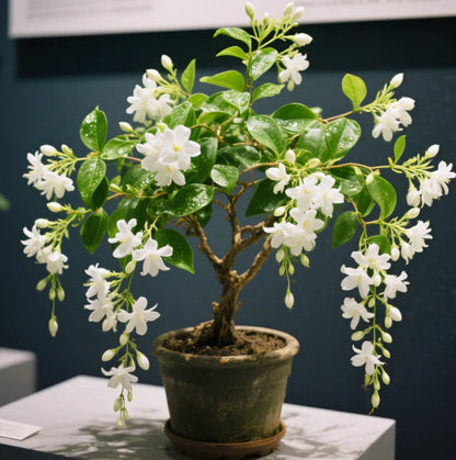 🔥Midnight Perfume Jasmine Seeds