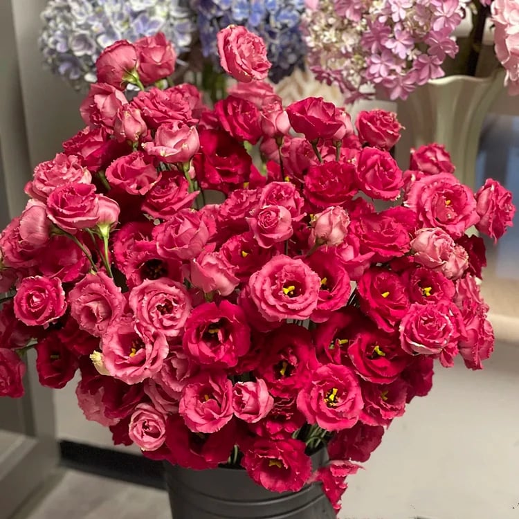 🔥Last Day 49% Discount - Sowing Lisianthus Flower Seeds for All Seasons🌿Suitable for Beginners