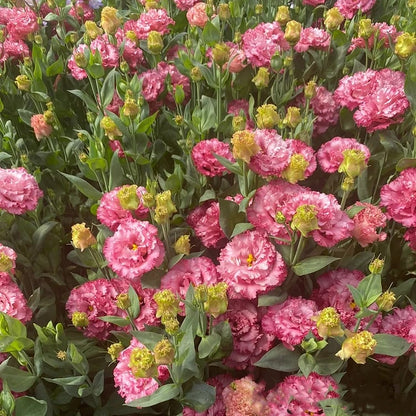 🔥Last Day 49% Discount - Sowing Lisianthus Flower Seeds for All Seasons🌿Suitable for Beginners