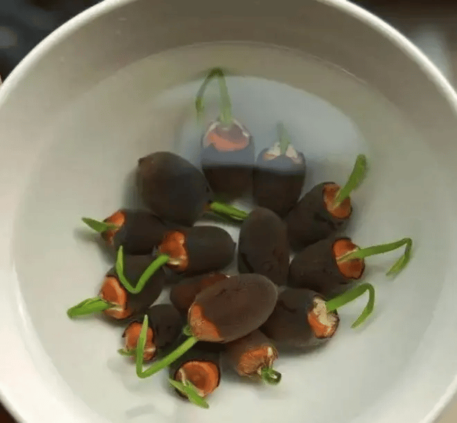 🌸[7 days germination]💐The Sacred Bonsai Bowl Lotus Flower