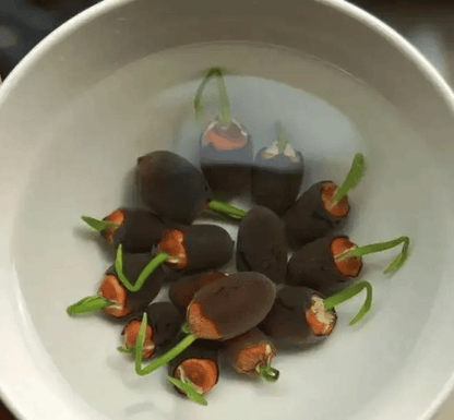 🌸[7 days germination]💐The Sacred Bonsai Bowl Lotus Flower