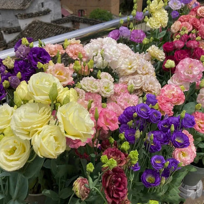 🔥Last Day 49% Discount - Sowing Lisianthus Flower Seeds for All Seasons🌿Suitable for Beginners