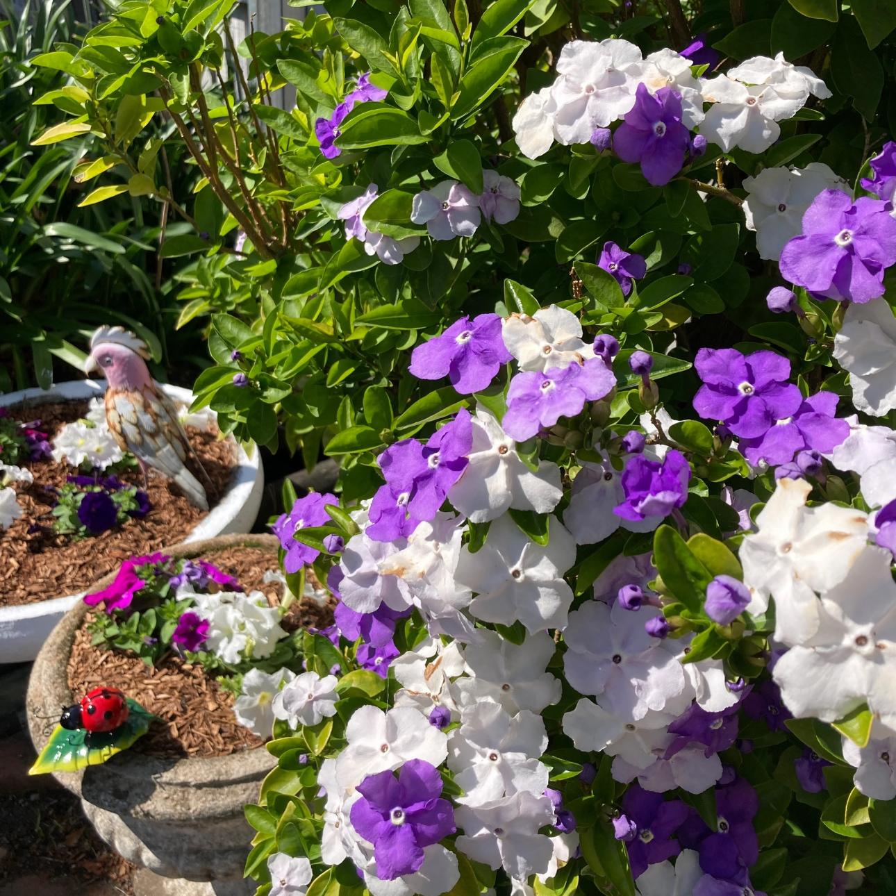 🌿❄️ Midnight Perfume Jasmine Seeds – Winter Planting, Perennial Blooms & Fragrant Garden Elegance 🌸