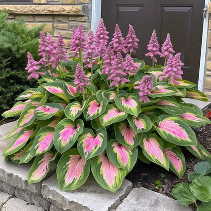 🔥Last Day 49% OFF-Premium Rare Hosta Seeds🌿Shade-Tolerant Plant