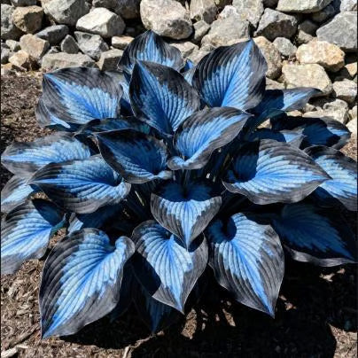 🔥Last Day 49% OFF-Premium Rare Hosta Seeds🌿Shade-Tolerant Plant