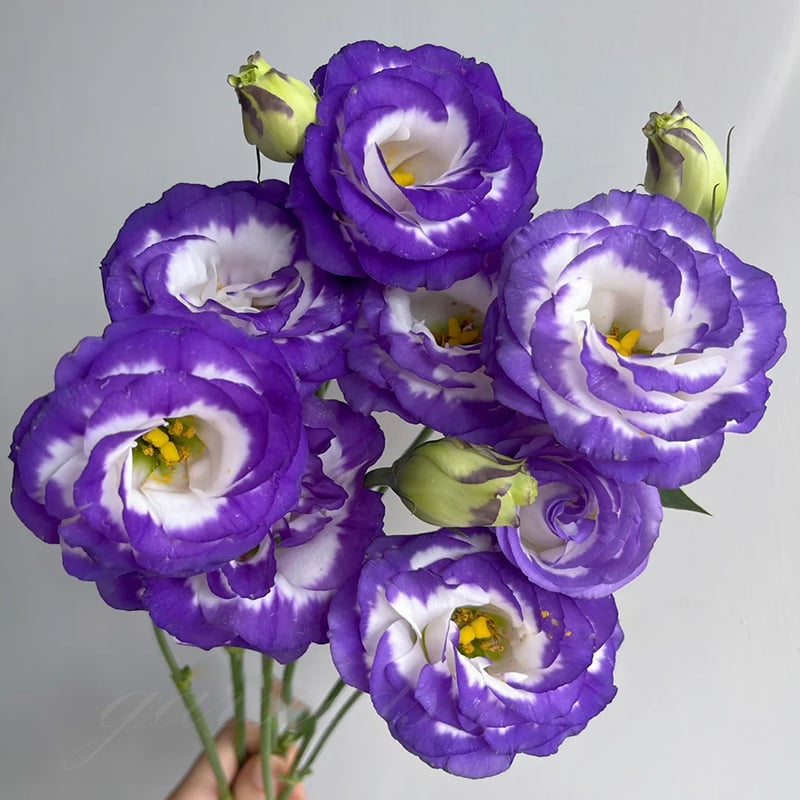 🔥Last Day 49% Discount - Sowing Lisianthus Flower Seeds for All Seasons🌿Suitable for Beginners