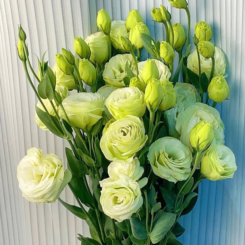 🔥Last Day 49% Discount - Sowing Lisianthus Flower Seeds for All Seasons🌿Suitable for Beginners