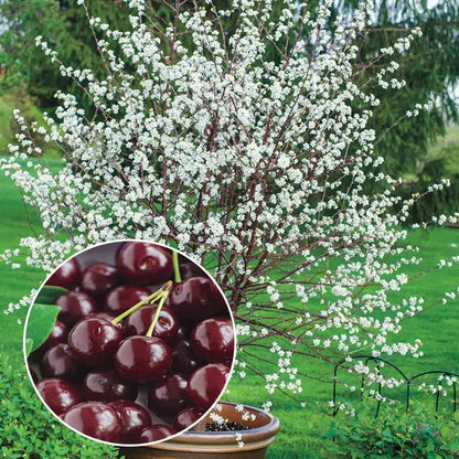🏆75K+ SOLD! 🌳Cherry Tree Seeds – Delicious, Fresh Cherries Await!