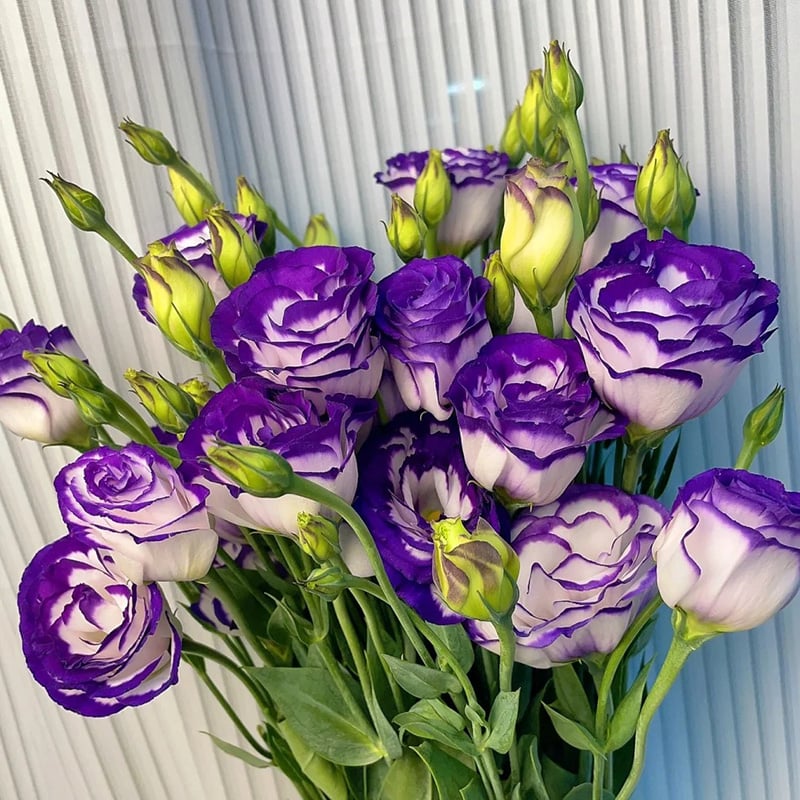 🔥Last Day 49% Discount - Sowing Lisianthus Flower Seeds for All Seasons🌿Suitable for Beginners
