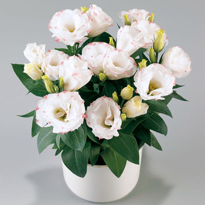 🔥Last Day 49% Discount - Sowing Lisianthus Flower Seeds for All Seasons🌿Suitable for Beginners