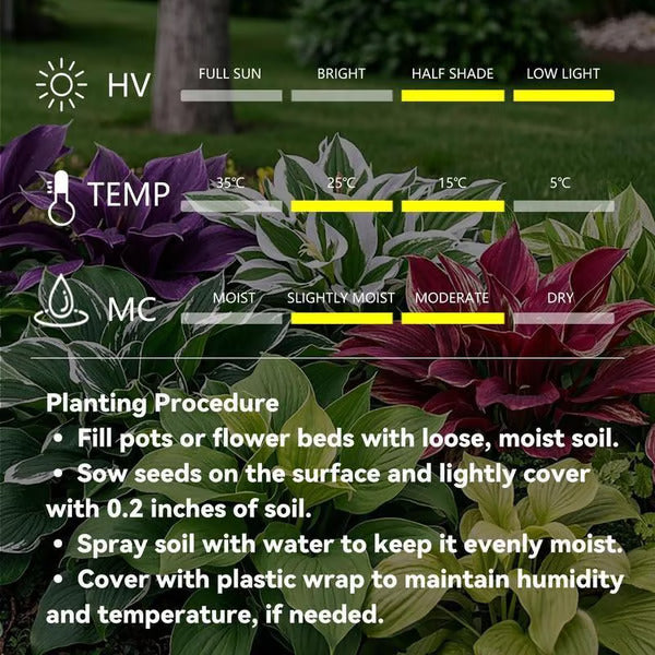🔥Last Day 49% OFF-Premium Rare Hosta Seeds🌿Shade-Tolerant Plant