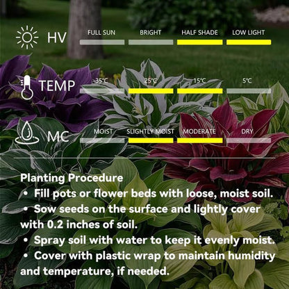 🔥Last Day 49% OFF-Premium Rare Hosta Seeds🌿Shade-Tolerant Plant