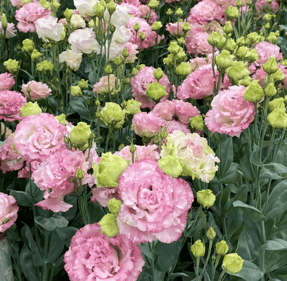 🔥Last Day 49% Discount - Sowing Lisianthus Flower Seeds for All Seasons🌿Suitable for Beginners