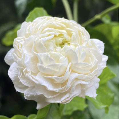 🌿❄️ Midnight Perfume Jasmine Seeds – Winter Planting, Perennial Blooms & Fragrant Garden Elegance 🌸