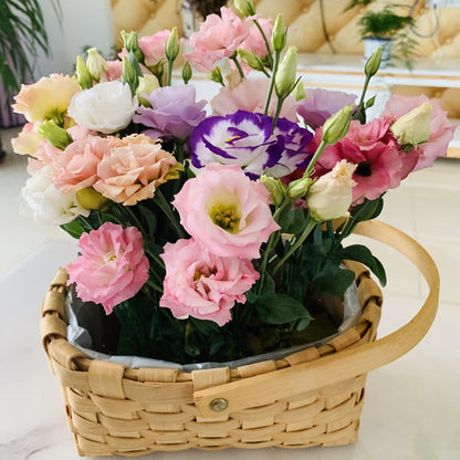 🔥Last Day 49% Discount - Sowing Lisianthus Flower Seeds for All Seasons🌿Suitable for Beginners