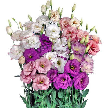 🔥Last Day 49% Discount - Sowing Lisianthus Flower Seeds for All Seasons🌿Suitable for Beginners