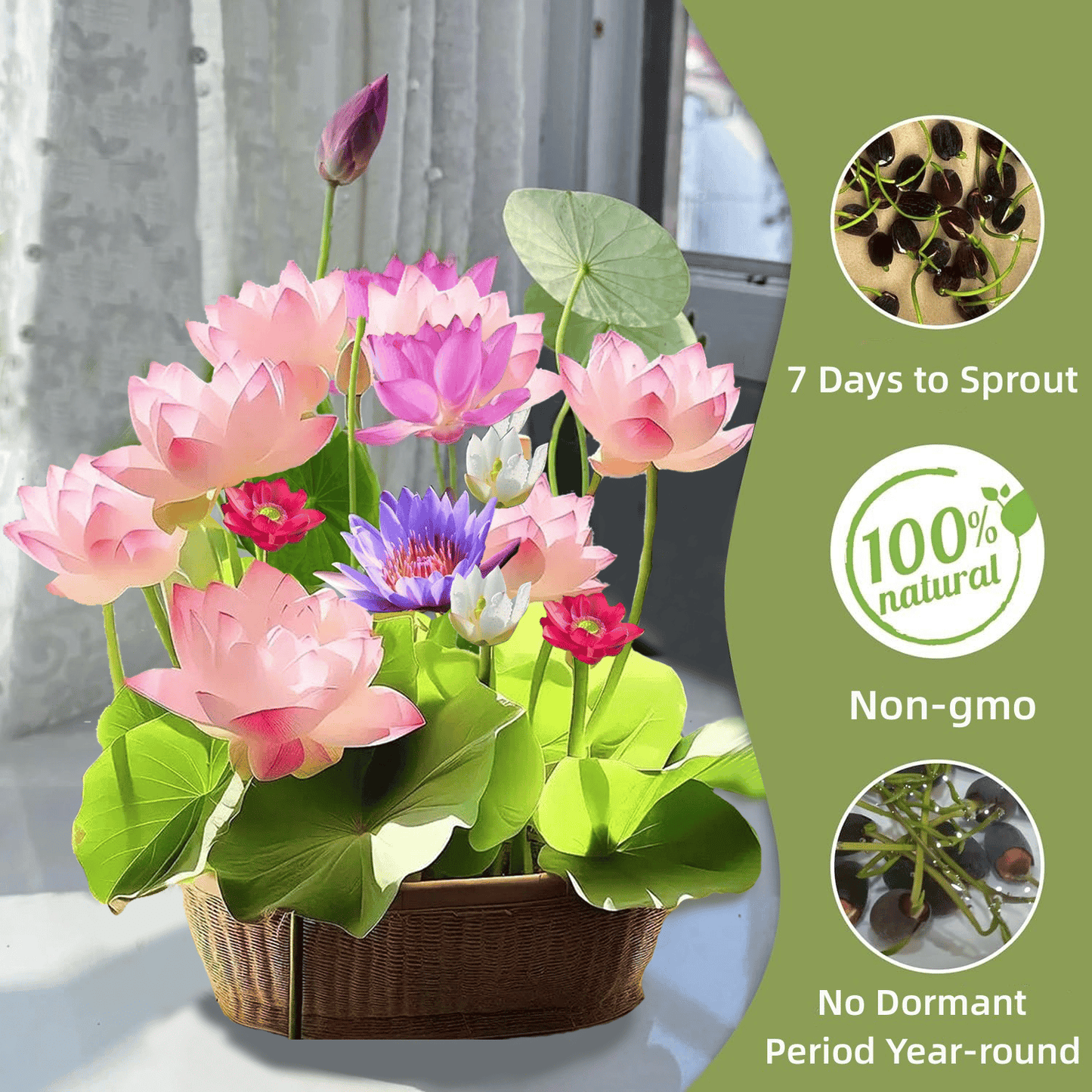 🔥 [7 days germination] Last Day Sale -49% OFF💐The Sacred Bonsai Bowl Lotus Flower