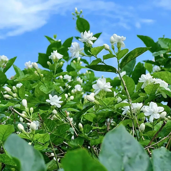 🔥Last Day 49% OFF-Double Jasmine Seeds🌿