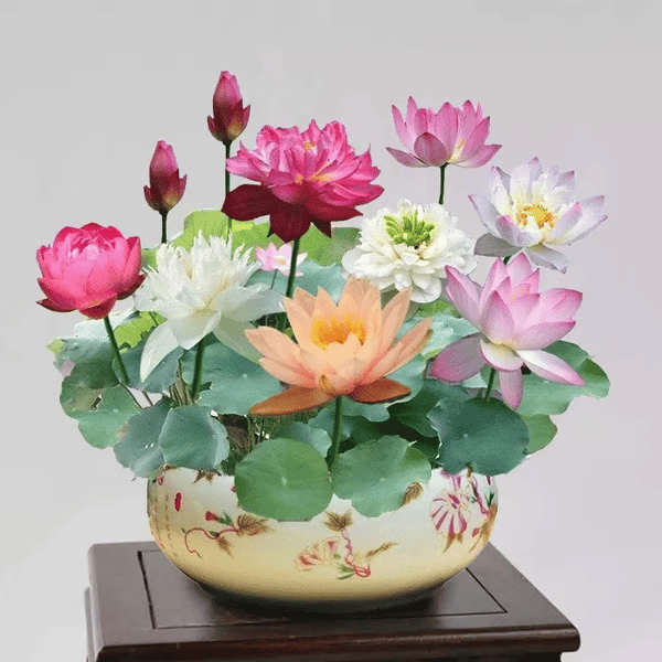 🌸[7 days germination]💐The Sacred Bonsai Bowl Lotus Flower