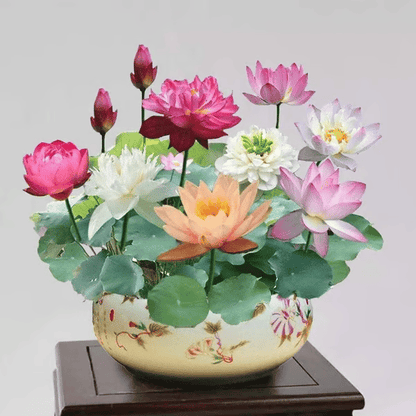 🌸[7 days germination]💐The Sacred Bonsai Bowl Lotus Flower