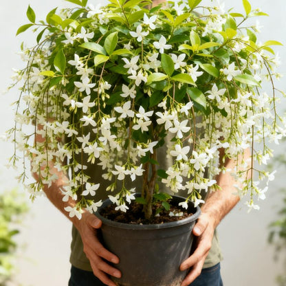 🌿❄️ Midnight Perfume Jasmine Seeds – Winter Planting, Perennial Blooms & Fragrant Garden Elegance 🌸