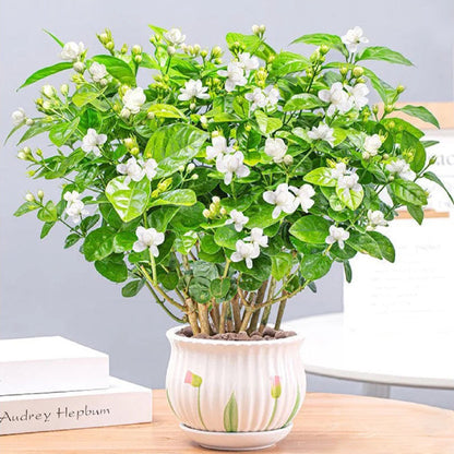 🔥Last Day 49% OFF-Double Jasmine Seeds🌿