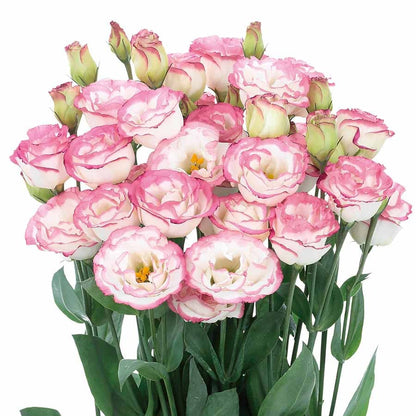 🔥Last Day 49% Discount - Sowing Lisianthus Flower Seeds for All Seasons🌿Suitable for Beginners