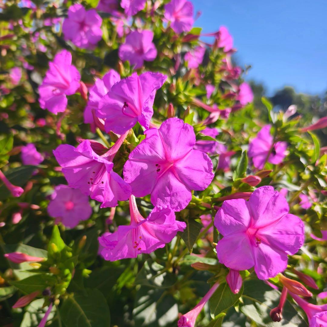 🌿❄️ Midnight Perfume Jasmine Seeds – Winter Planting, Perennial Blooms & Fragrant Garden Elegance 🌸