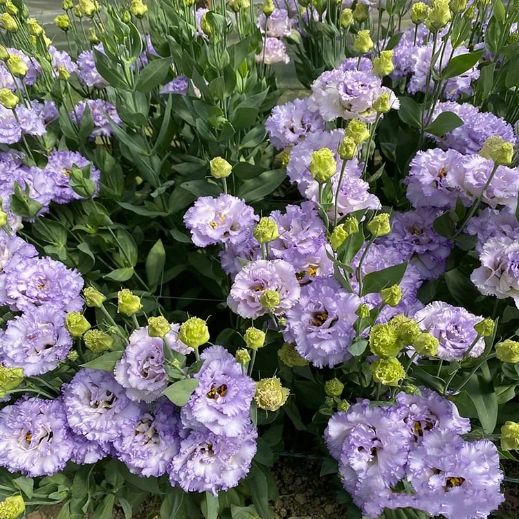 🔥Last Day 49% Discount - Sowing Lisianthus Flower Seeds for All Seasons🌿Suitable for Beginners