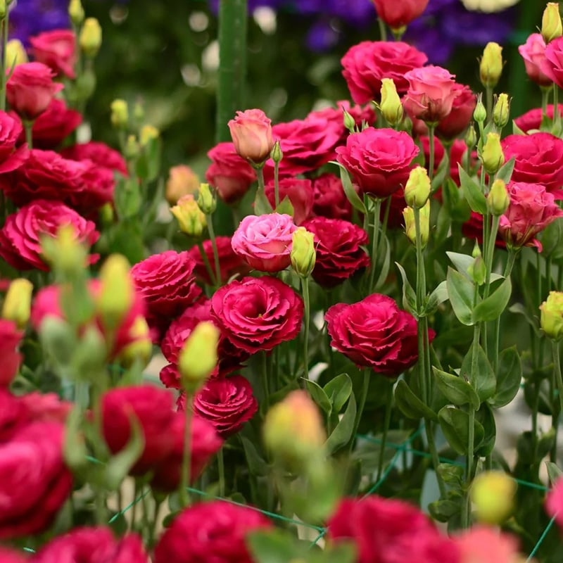 🔥Last Day 49% Discount - Sowing Lisianthus Flower Seeds for All Seasons🌿Suitable for Beginners