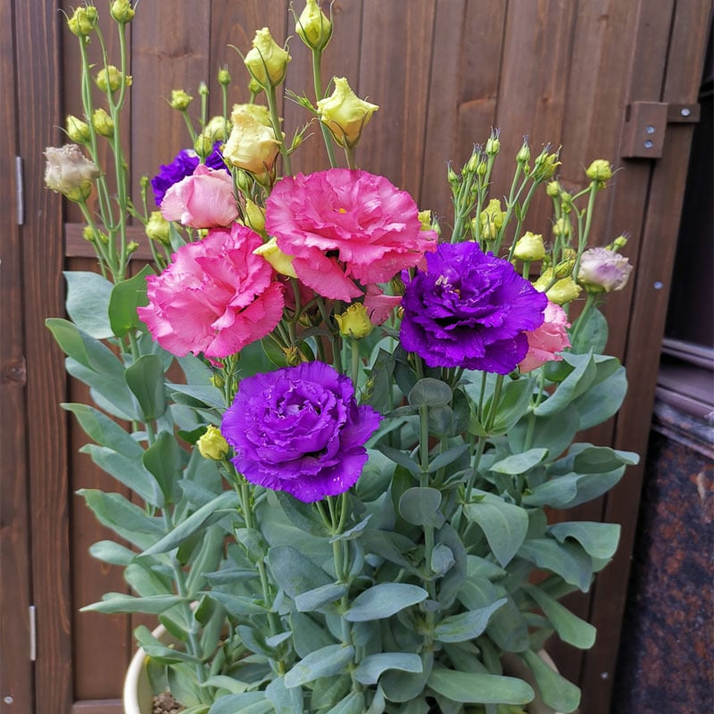 🔥Last Day 49% Discount - Sowing Lisianthus Flower Seeds for All Seasons🌿Suitable for Beginners