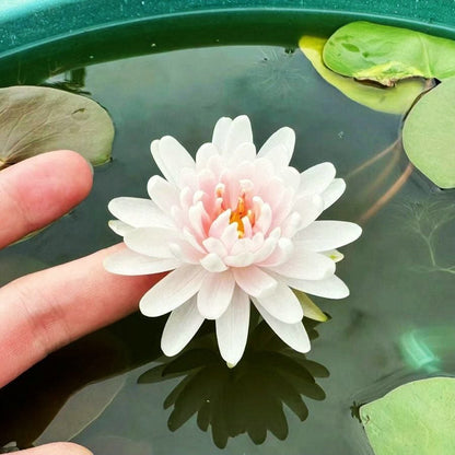 🔥 [7 days germination] Last Day Sale -49% OFF💐The Sacred Bonsai Bowl Lotus Flower