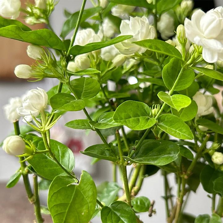 🔥Last Day 49% OFF-Double Jasmine Seeds🌿