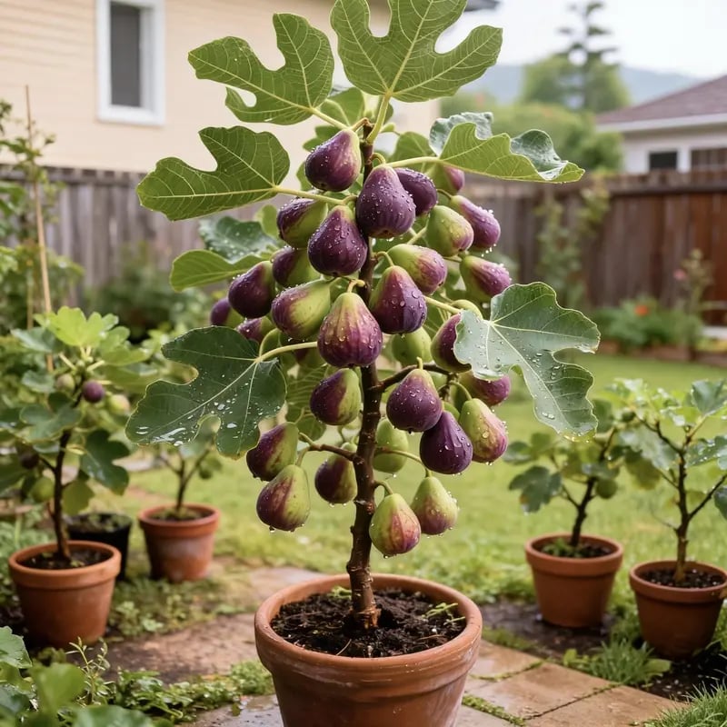 🔥Hot Sale 49% OFF🔥Mission Fig Tree Seeds