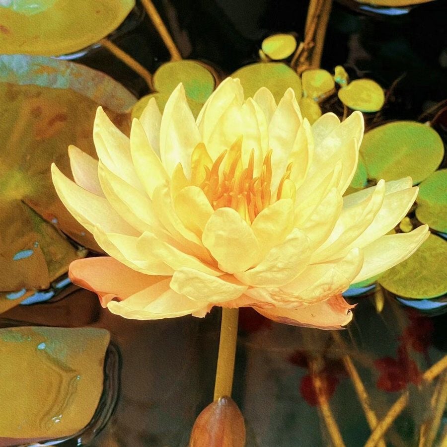 🔥 [7 days germination] Last Day Sale -49% OFF💐The Sacred Bonsai Bowl Lotus Flower