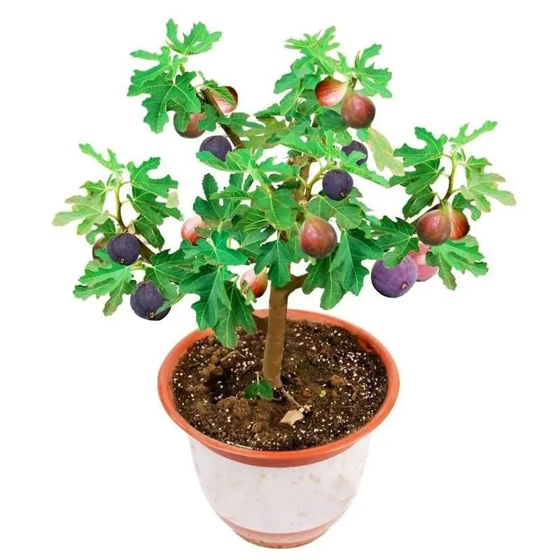 🔥Hot Sale 49% OFF🔥Mission Fig Tree Seeds