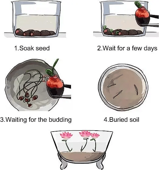 🌸[7 days germination]💐The Sacred Bonsai Bowl Lotus Flower