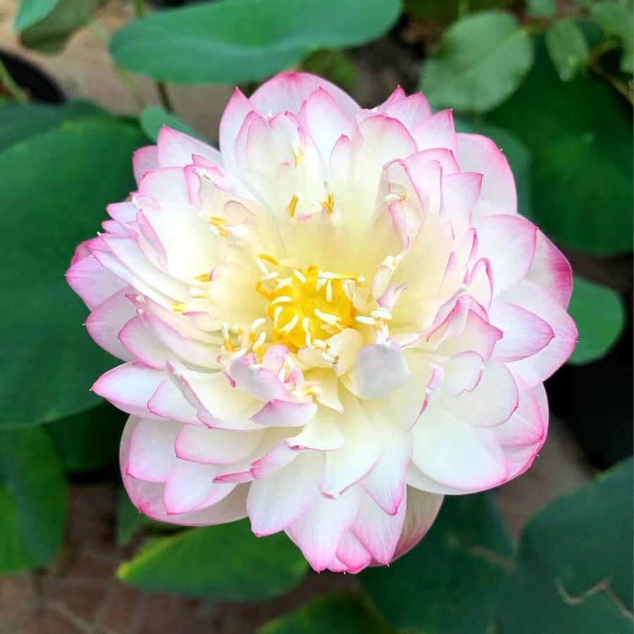 🔥 [7 days germination] Last Day Sale -49% OFF💐The Sacred Bonsai Bowl Lotus Flower